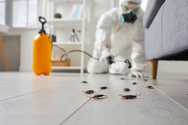 Commercial Kitchen Cockroach Control in Chenango Bridge
